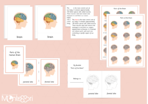 Different Parts of the Brain