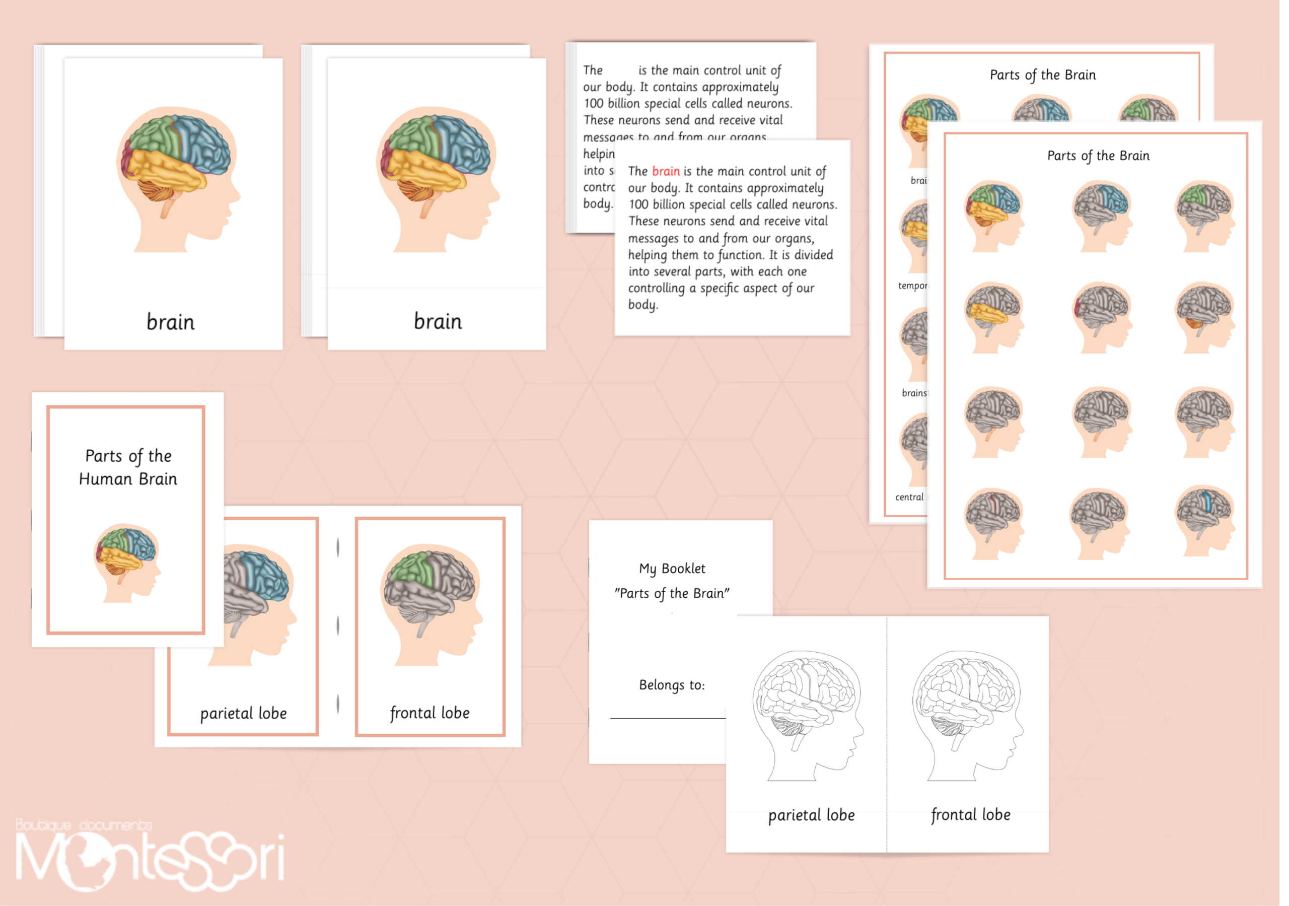 Different Parts of the Brain