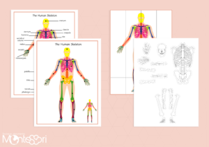 Human Skeleton Game Board