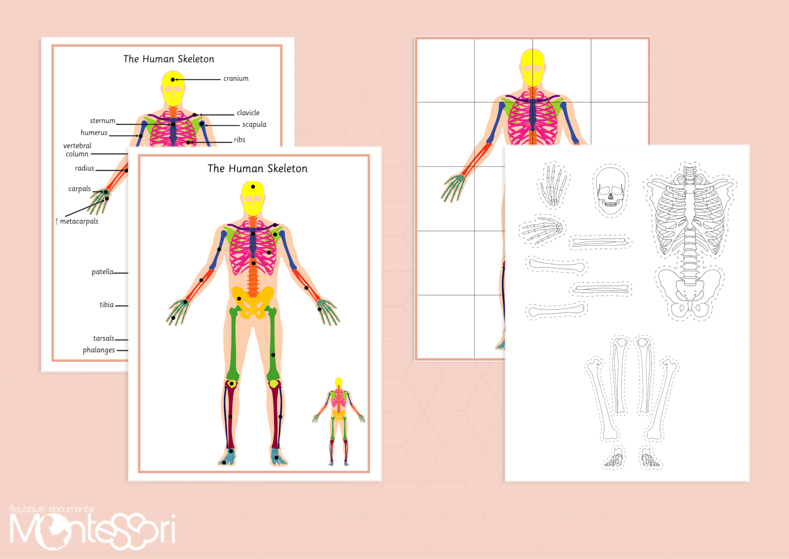 Human Skeleton Game Board