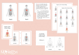 Organs of the Human Body