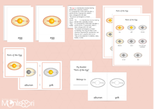 Parts of the Egg