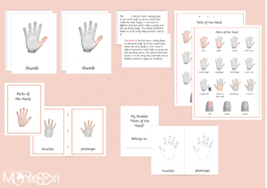Parts of the Hand