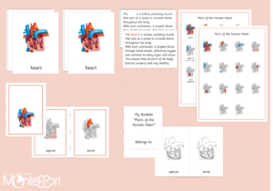 Parts of the Human Heart