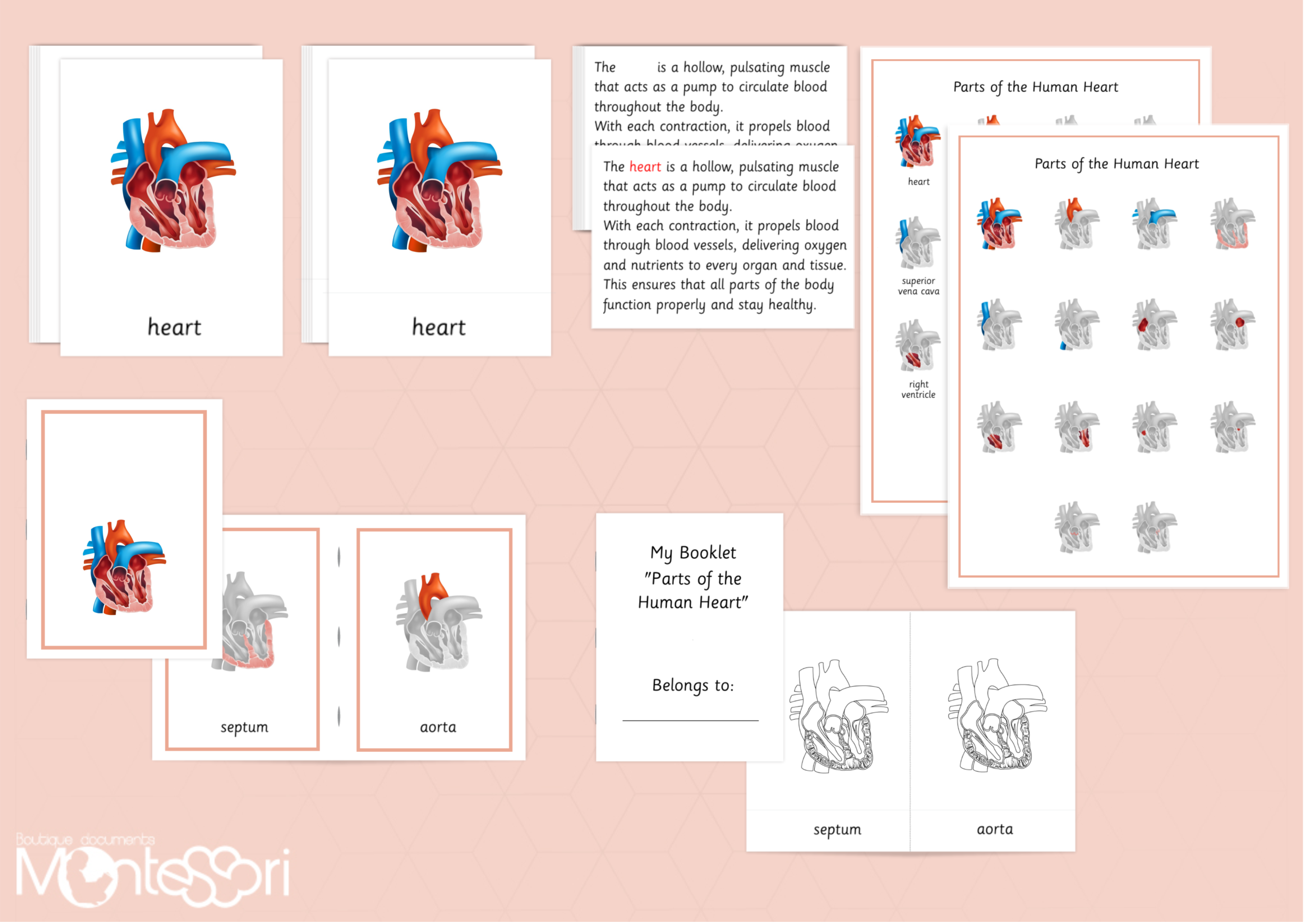 Parts of the Human Heart