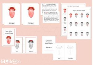 Parts of the Human Tongue
