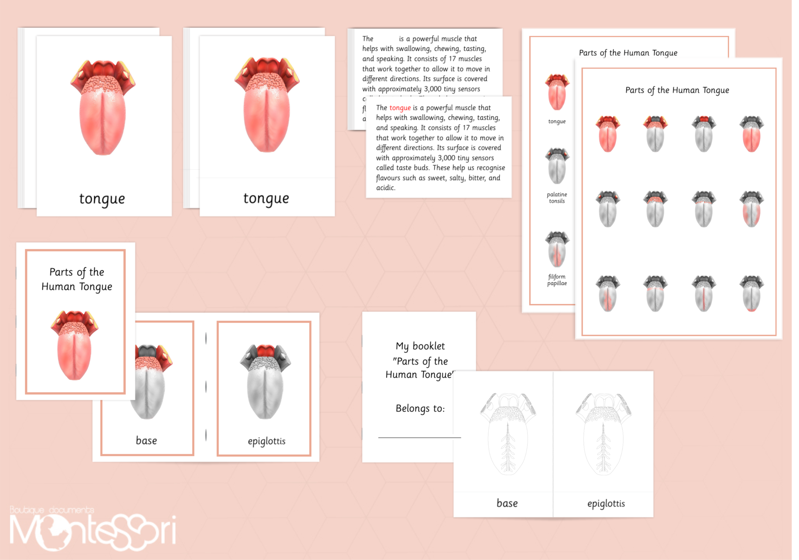Parts of the Human Tongue