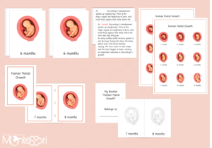 The Growth of the Fetus
