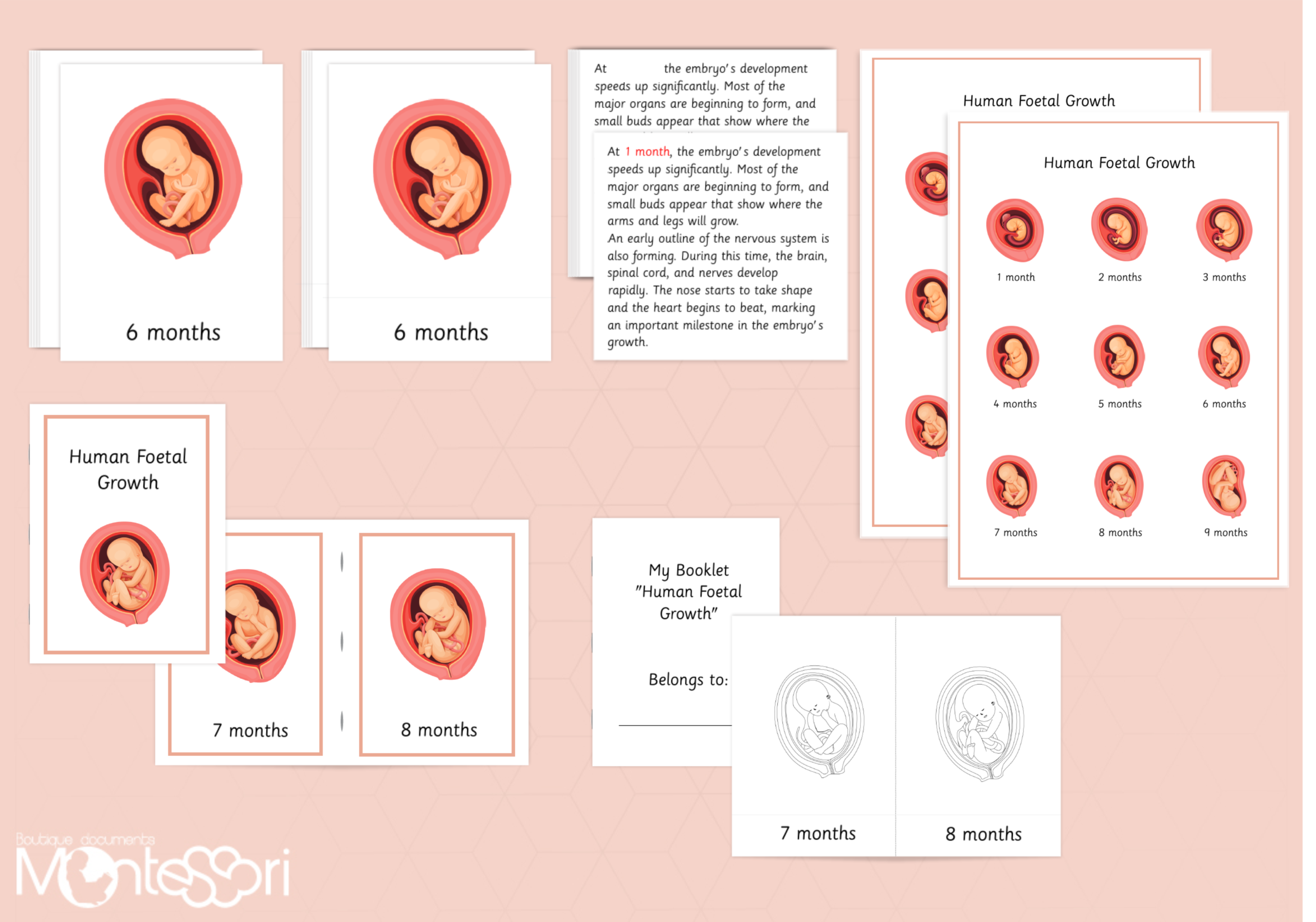 The Growth of the Fetus