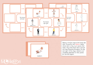 Human Life Cycle Board