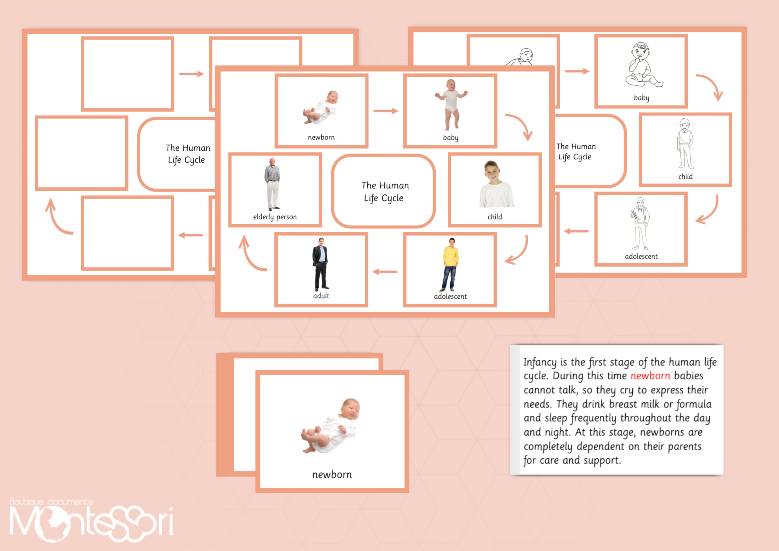 Human Life Cycle Board